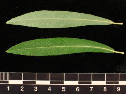 Salix purpurea. Pair of leaves showing upper (bottom) and lower surfaces.
 Image: D. Glenny © Landcare Research 2020 CC BY 4.0